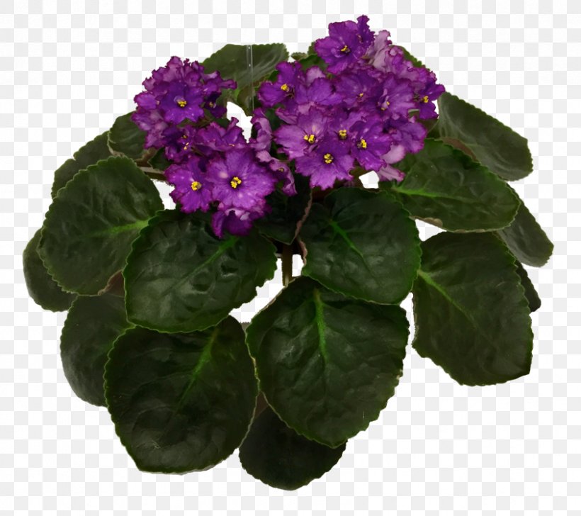 Flowerpot Herbaceous Plant, PNG, 844x750px, Flowerpot, Flower, Flowering Plant, Herbaceous Plant, Plant Download Free