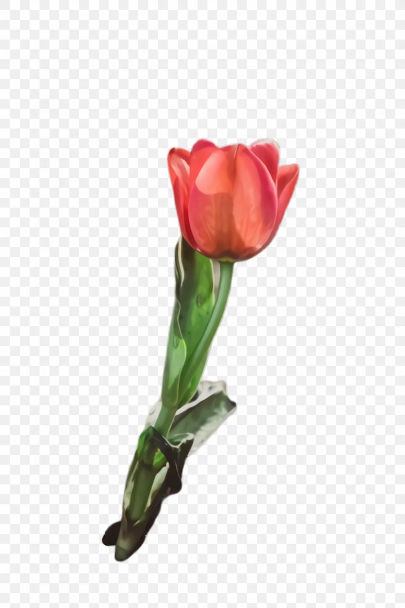 Lily Flower Cartoon, PNG, 1632x2448px, Tulip, Blossom, Bud, Cut Flowers, Flora Download Free