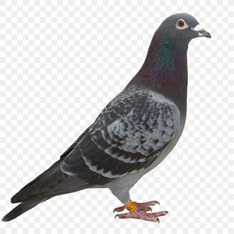 Stock Dove Columbidae Beak Feather, PNG, 1024x1024px, Stock Dove, Beak, Bird, Columbidae, Fauna Download Free
