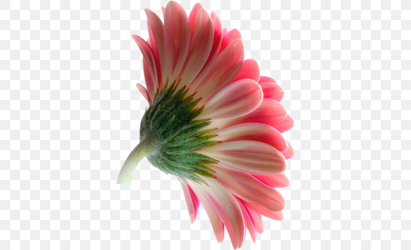 Transvaal Daisy Flower Clip Art, PNG, 357x500px, Transvaal Daisy, Chrysanthemum, Close Up, Cut Flowers, Daisy Download Free