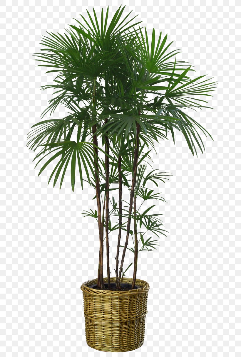 Flowerpot Houseplant Seed Bonsai, PNG, 700x1216px, Flowerpot, Areca Nut, Arecales, Artificial Flower, Bamboo Download Free