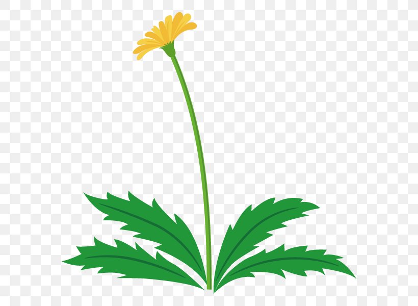 Illustration Flower Clip Art Dandelion Plants, PNG, 600x600px, Flower, Dandelion, Flora, Flowering Plant, Flowerpot Download Free