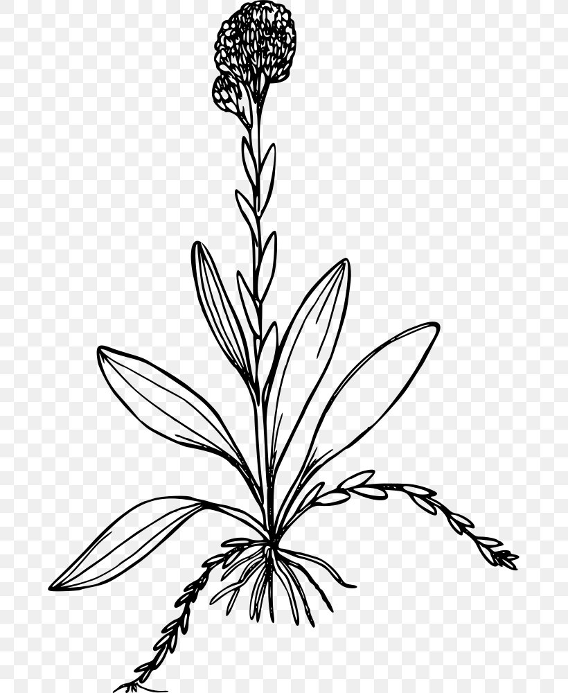 Antennaria Corymbosa Clip Art, PNG, 681x1000px, Line Art, Artwork, Black And White, Branch, Flora Download Free