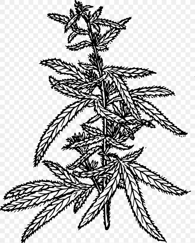 Cannabis Sativa Hemp Cannabidiol Clip Art, PNG, 1541x1920px, Cannabis Sativa, Art, Black And White, Botany, Branch Download Free