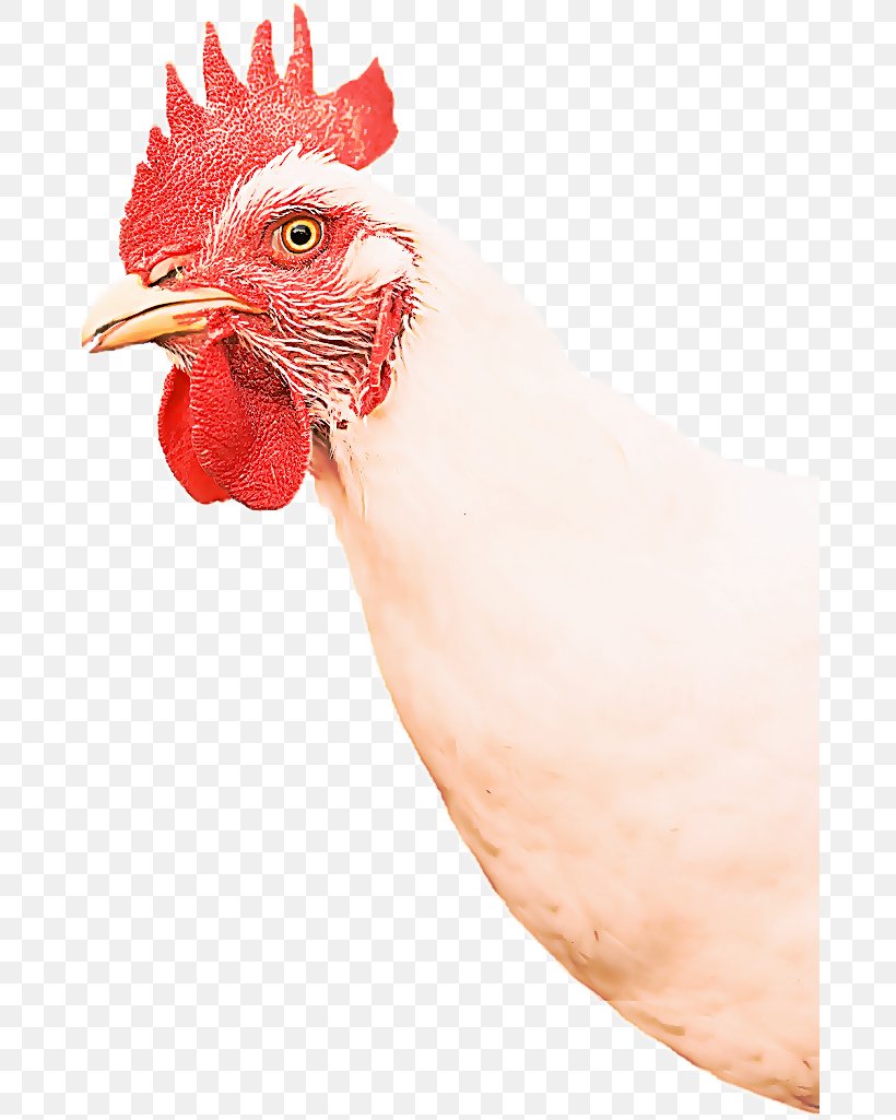 Chicken Rooster Bird Comb Beak, PNG, 680x1025px, Chicken, Beak, Bird, Comb, Fowl Download Free