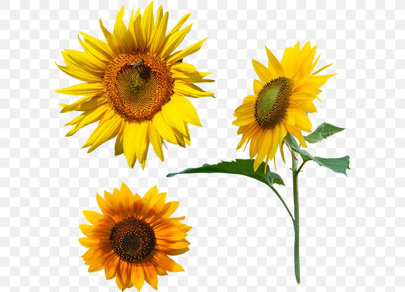 Common Sunflower Megabyte Clip Art, PNG, 600x592px, Common Sunflower, Annual Plant, Apple, Daisy Family, Directory Download Free
