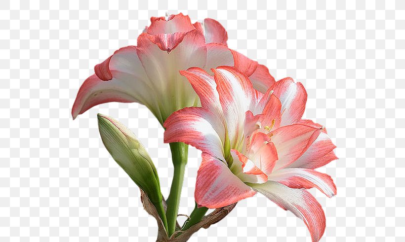 Desktop Wallpaper Flower, PNG, 593x491px, Flower, Amaryllis Belladonna, Amaryllis Family, Cut Flowers, Daylily Download Free