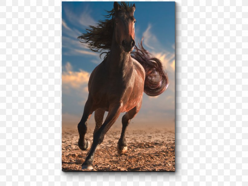 Horse Stock Photography Stem Cell Daiko From Here On Communications Pvt. Ltd. Image, PNG, 1400x1050px, Horse, Advertising, Bridle, Horse Like Mammal, Livestock Download Free