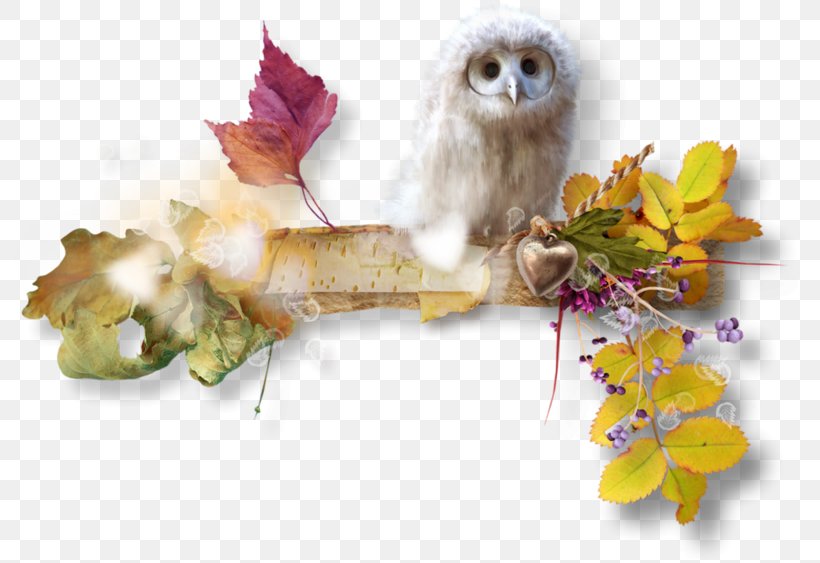 Owl Image Bird Autumn 0, PNG, 800x563px, 2018, Owl, Art, Autumn, Bird Download Free
