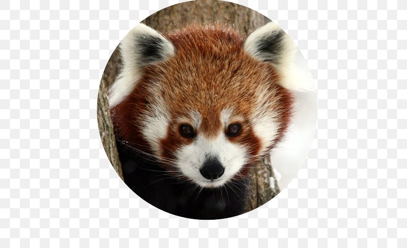 Red Panda Giant Panda Raccoons Animal Mammal, PNG, 500x500px, Red Panda, Ailurus, Animal, Bear, Carnivora Download Free