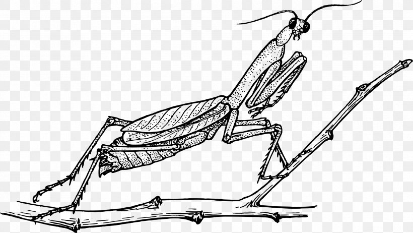 Coloring Book Mantis Grasshopper Insect Doodle, PNG, 2437x1374px, Coloring Book, Ant And The Grasshopper, Arm, Art, Artwork Download Free