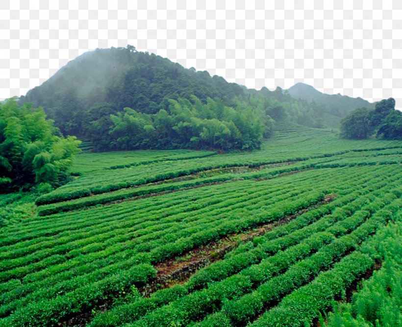 Green Tea Computer File, PNG, 1024x833px, Tea, Agriculture, Crop, Farm, Field Download Free
