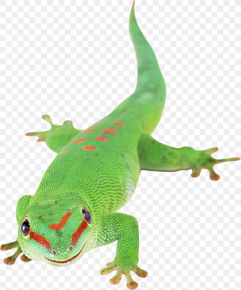 Lizard Reptile Chameleons, PNG, 1887x2275px, Lizard, Amphibian, Chameleons, Fauna, Gecko Download Free