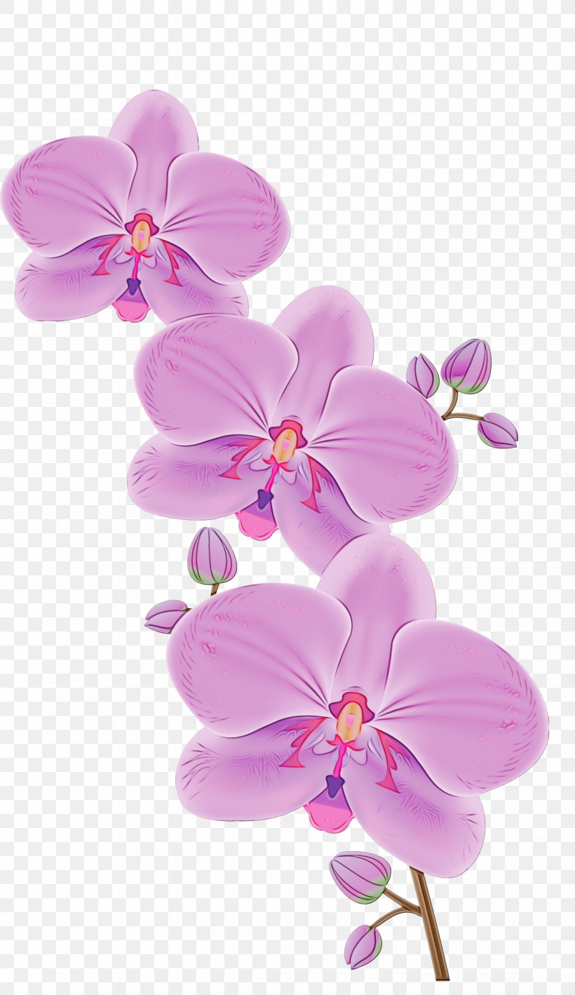 Orchids Flower Phalaenopsis Equestris Cartoon Dendrobium, PNG, 1412x2442px, Watercolor, Cartoon, Dendrobium, Flower, Moth Orchids Download Free