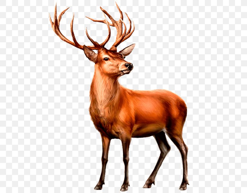 Red Deer Moose White-tailed Deer Elk, PNG, 507x640px, Deer, Animal, Antelope, Antler, Art Download Free