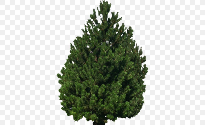 Spruce Fir Pine Cupressaceae Evergreen, PNG, 367x500px, Spruce, Biome, Christmas, Christmas Tree, Conifer Download Free