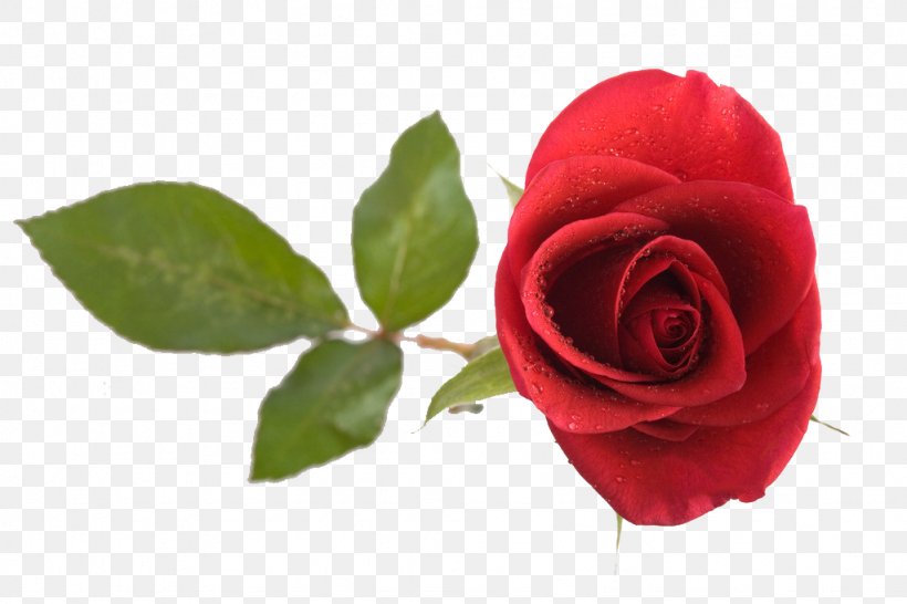 Beach Rose Red Computer File, PNG, 1024x683px, Beach Rose, Cut Flowers, Flower, Flowering Plant, Garden Roses Download Free
