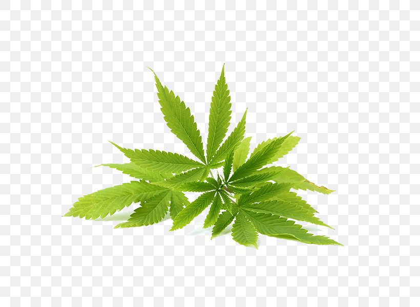 Cannabis Sativa Hemp Oil Cannabidiol, PNG, 600x600px, Cannabis Sativa, Cannabidiol, Cannabinoid, Cannabis, Cannabis Ruderalis Download Free