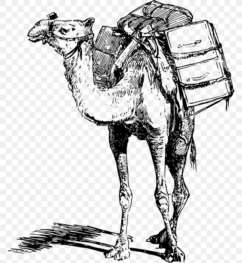 Bactrian Camel Dromedary Llama Pack Animal, PNG, 768x890px, Bactrian Camel, Animal, Arabian Camel, Arm, Art Download Free