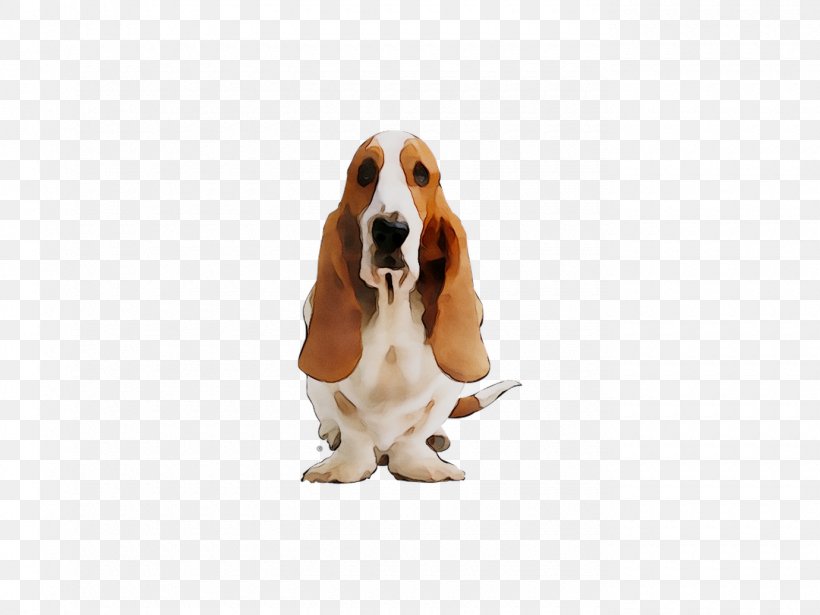 Basset Hound Dog Breed Companion Dog Snout, PNG, 1380x1035px, Basset Hound, Artois Hound, Beagle, Breed, Canidae Download Free