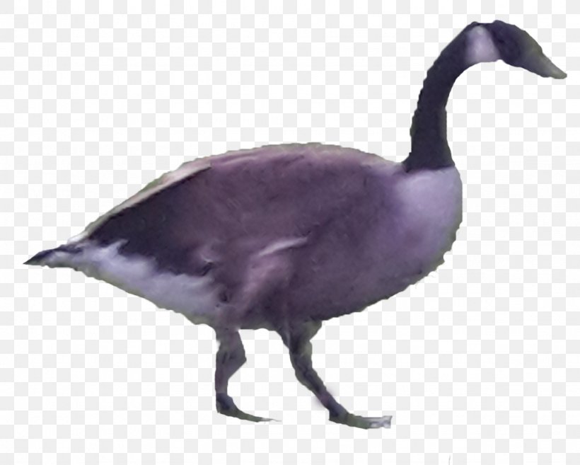 Canada Goose Duck Bird Anatidae, PNG, 1024x821px, Goose, Anatidae, Animal, Art, Beak Download Free