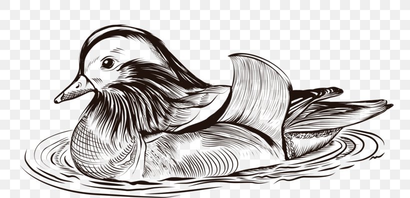 Duck Drawing Sketch, PNG, 800x397px, Duck, Animal, Art, Beak, Bird Download Free