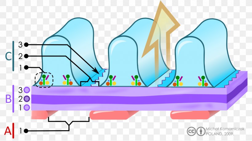 Glomerular Basement Membrane Glomerulus Basal Lamina Podocyte, PNG, 1280x721px, Watercolor, Cartoon, Flower, Frame, Heart Download Free
