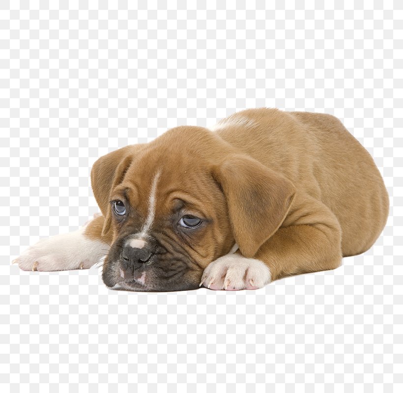 Puppy Boxer Cat Food Veterinarian Dog Food, PNG, 800x800px, Puppy, Animal, Boxer, Breed, Carnivoran Download Free
