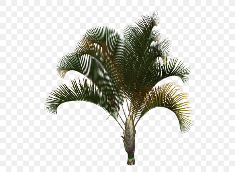 Asian Palmyra Palm Babassu Coconut Date Palm Palm Trees, PNG, 577x600px, Asian Palmyra Palm, Arecales, Attalea, Attalea Speciosa, Babassu Download Free