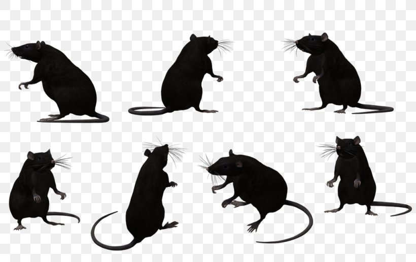 Black Rat Animal Muroidea Silhouette, PNG, 1024x645px, Black Rat, Agouti, Animal, Black, Black And White Download Free