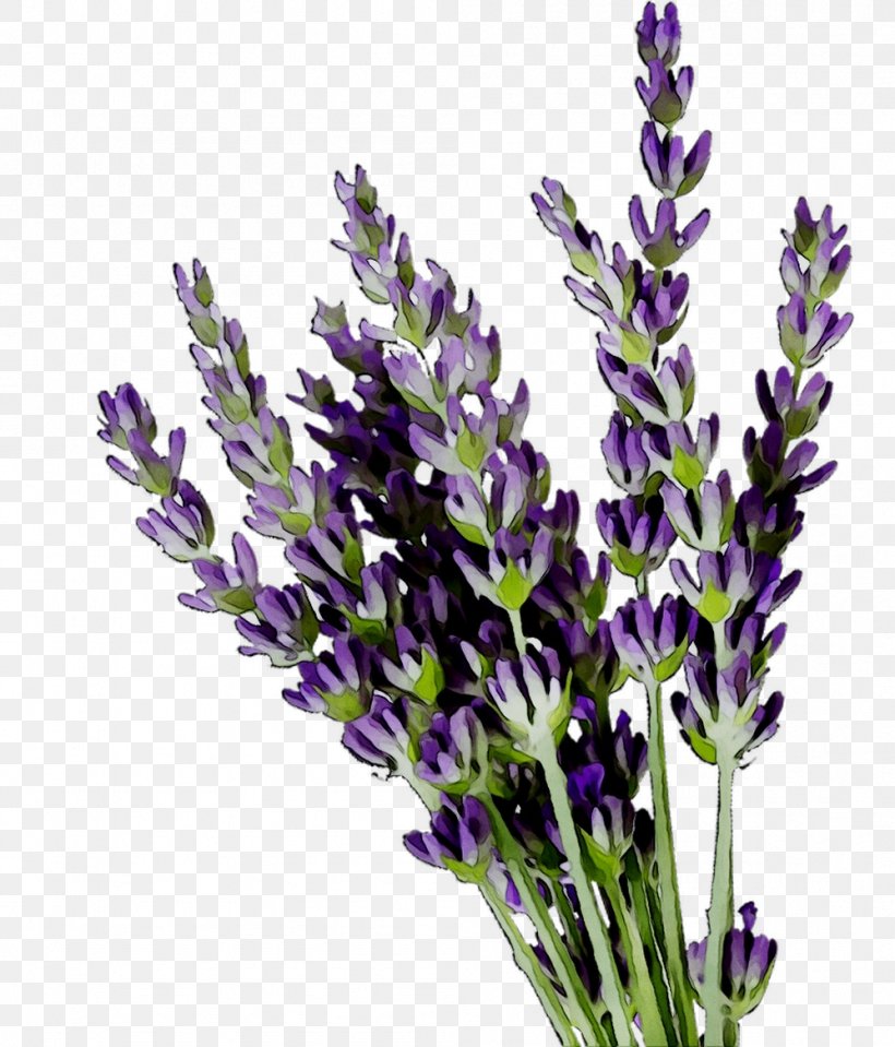 English Lavender French Lavender, PNG, 998x1168px, English Lavender ...