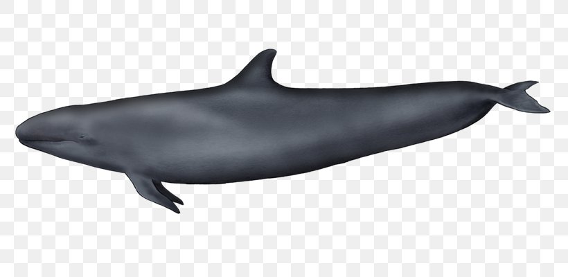 Tucuxi Common Bottlenose Dolphin Wholphin Rough-toothed Dolphin White-beaked Dolphin, PNG, 800x400px, Tucuxi, Beak, Bottlenose Dolphin, Cetacea, Common Bottlenose Dolphin Download Free