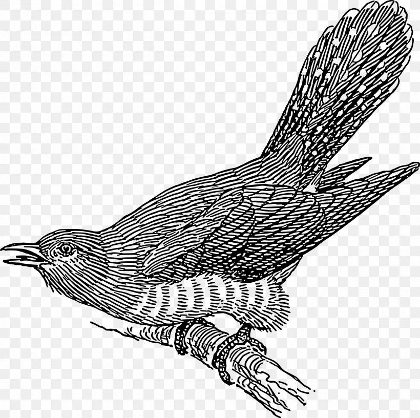 Common Cuckoo Clip Art, PNG, 2400x2390px, Common Cuckoo, Art, Beak, Bird, Bird Of Prey Download Free