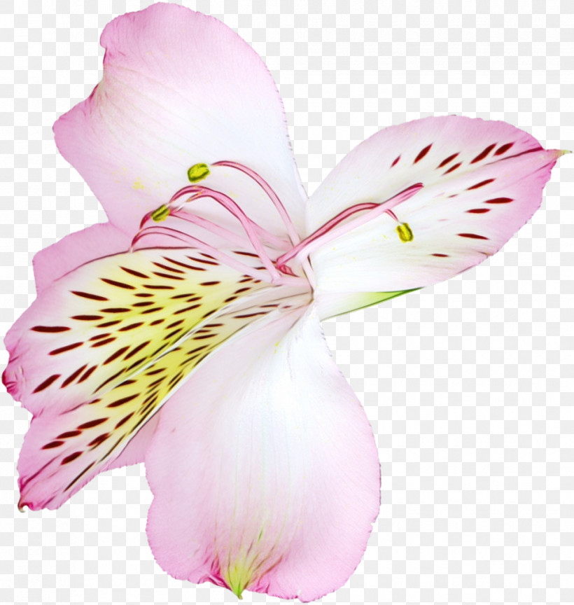 Floral Design, PNG, 970x1023px, Watercolor, Chrysanthemum, Cut Flowers, Floral Design, Flower Download Free