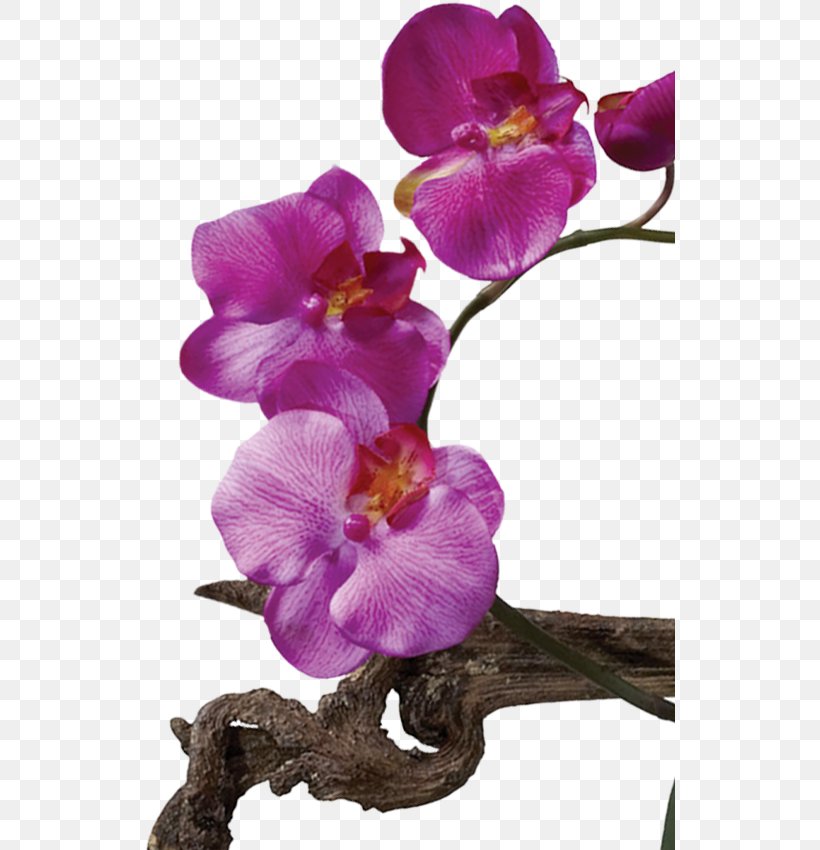 Moth Orchids Cut Flowers West Indian Jasmine Leaf Plant, PNG, 530x850px, Moth Orchids, Arecaceae, Burknar, Cattleya, Cut Flowers Download Free
