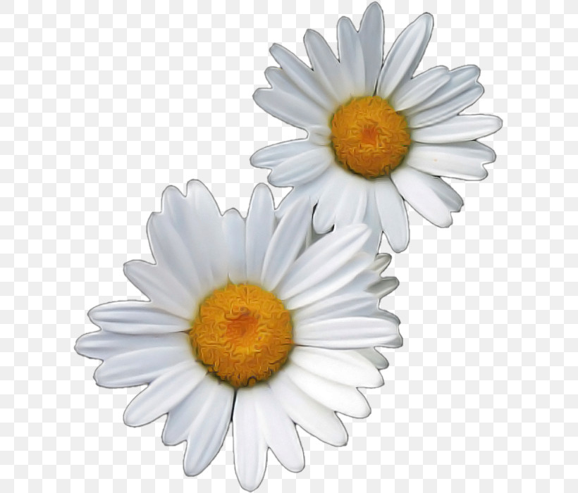 Oxeye Daisy Chrysanthemum Transvaal Daisy Marguerite Daisy Roman Chamomile, PNG, 611x700px, Oxeye Daisy, Argyranthemum, Chamomiles, Chrysanthemum, Daisy Family Download Free
