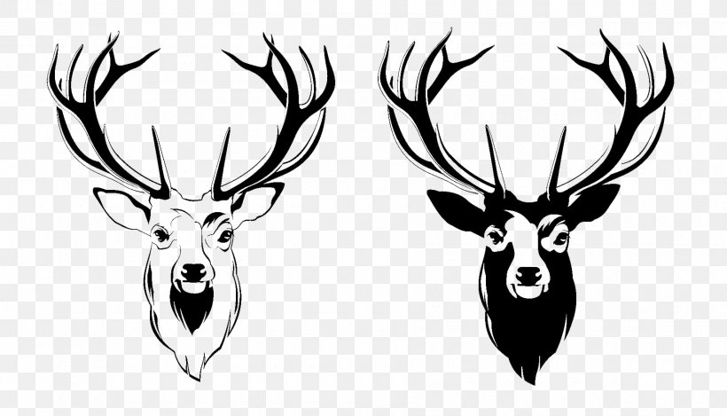 Red Deer Antler Moose, PNG, 1800x1030px, Deer, Antler, Black And White, Drawing, Head Download Free