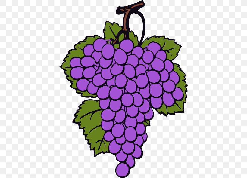 Wine Common Grape Vine Grappa Clip Art, PNG, 426x592px, Wine, Art, Common Grape Vine, Creative Arts, Flora Download Free