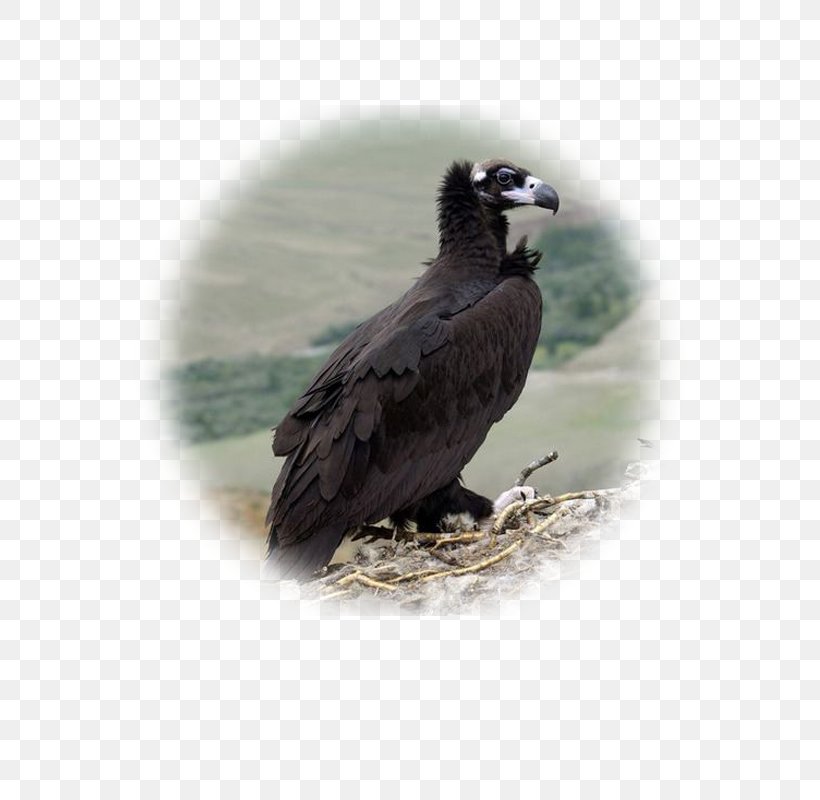 Bald Eagle Bird Of Prey Cinereous Vulture, PNG, 600x800px, Bald Eagle, Accipitriformes, Beak, Bearded Vulture, Bird Download Free