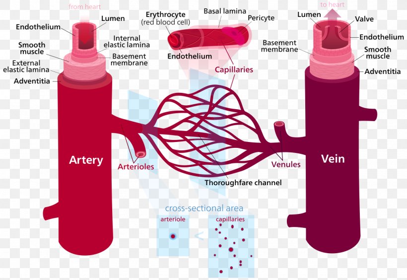 Blood Vessel Circulatory System Human Body Capillary, PNG, 1440x992px, Watercolor, Cartoon, Flower, Frame, Heart Download Free