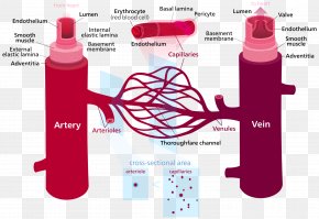 Structure Of Human Organs - Blood Vessel Circulatory System Human Body Capillary PNG
