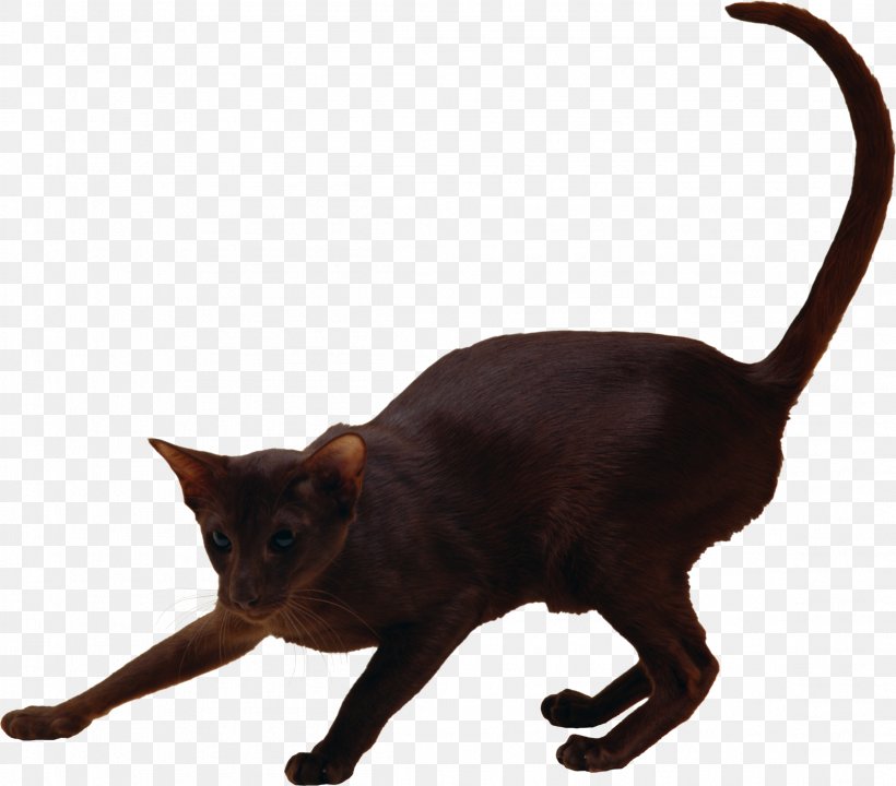 Burmese Cat Havana Brown Black Cat Arqueros, Ilusionistas Y Goleadores Whiskers, PNG, 2311x2031px, Burmese Cat, Asian, Black Cat, Burmese, Carnivoran Download Free
