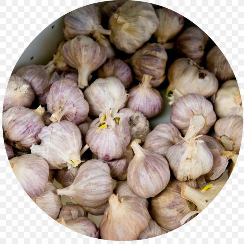 Elephant Garlic Kitchen Suppers Shallot, PNG, 1000x1000px, Elephant Garlic, Bowl, Child, Food, Garlic Download Free