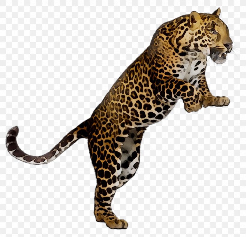Leopard Lesson Plan Worksheet Teacher, PNG, 1083x1044px, Leopard, African Leopard, Animal Figure, Big Cats, Camouflage Download Free
