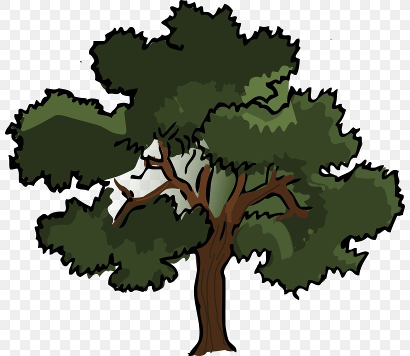Oak Tree Clip Art, PNG, 800x712px, Oak, Autumn Leaf Color, Cartoon, Drawing, Flowering Plant Download Free