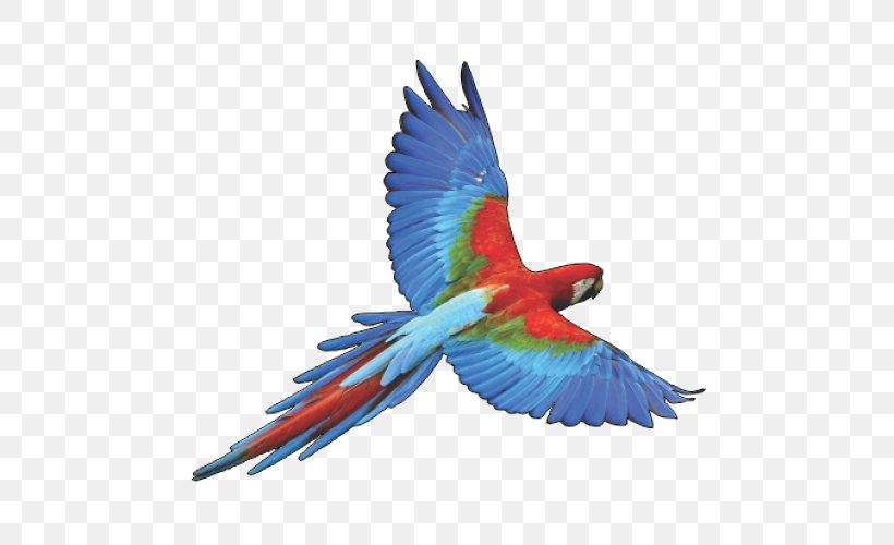 Parrot Bird Budgerigar, PNG, 500x500px, Parrot, Beak, Bird, Budgerigar, Common Pet Parakeet Download Free