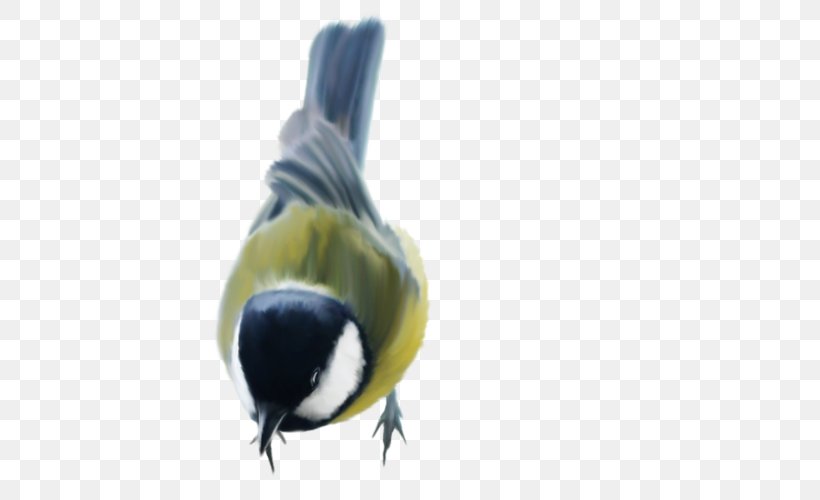 Beak Bird Budgerigar Feather Asiatic Peafowl, PNG, 500x500px, Watercolor, Cartoon, Flower, Frame, Heart Download Free