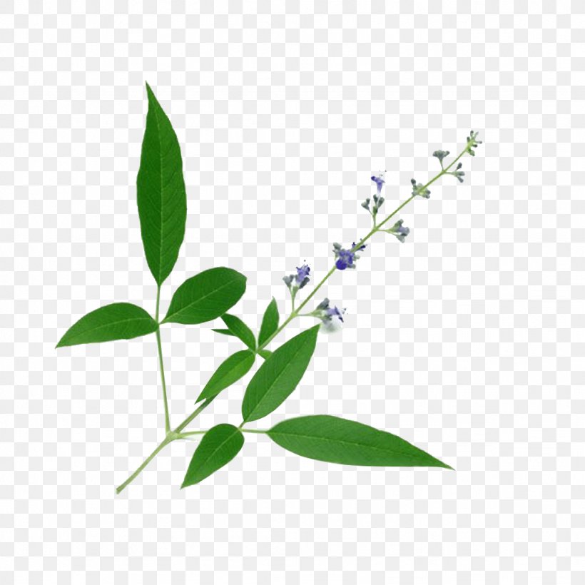 Chinese Chastetree Chaste Tree Medicinal Plants Ayurveda Medicine, PNG, 1024x1024px, Chinese Chastetree, Ayurveda, Branch, Chaste Tree, Flora Download Free