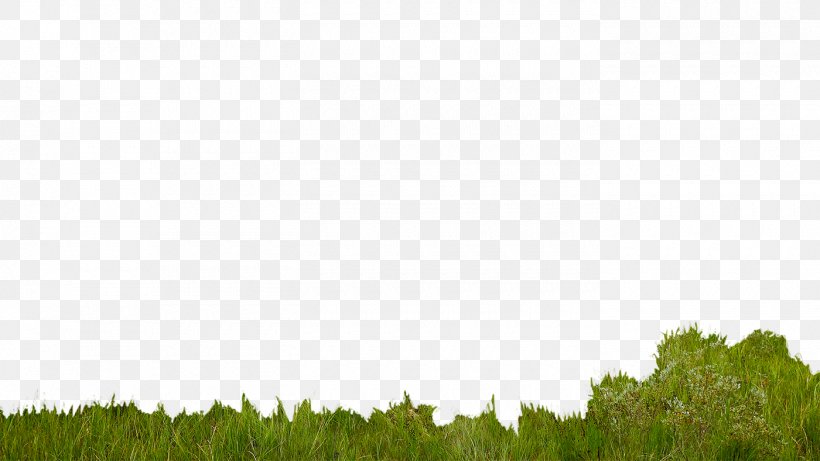 Lawn Green Grasses Land Lot Grassland, PNG, 1400x788px, Lawn, Field, Grass, Grass Family, Grasses Download Free