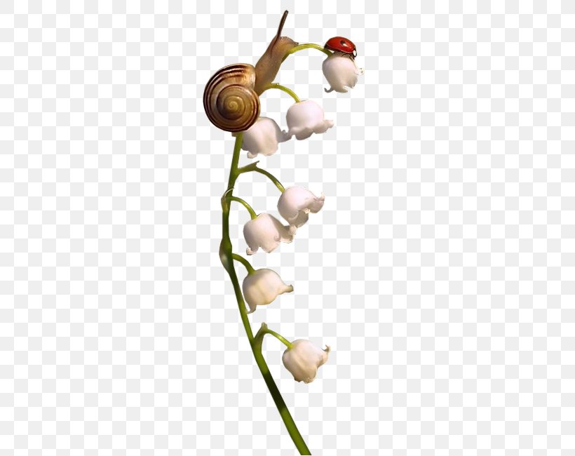 Snail Ladybird Flower, PNG, 445x650px, Snail, Blog, Branch, Data, Flower Download Free